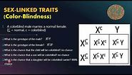 Sex-Linked Traits (Color-Blindness) with Punnett Square