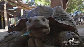 National Zookeeper Week - Zookeeper Kate and tortoises