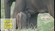 Rare sight : baby elephant suckling milk!