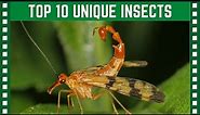 Top 10 Insanely Unique Insects| Top 10 Clipz