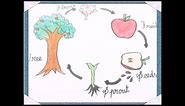 How to draw the life cycle of an Apple tree
