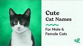 The Best Cute Cat Names for Male and Female Cats