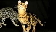 Introduction To Bengal Cats Part 2: Personality