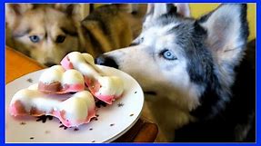 DIY DOG ICE CREAM Neapolitan Ice Cream for Dogs | Snow Dogs Snacks 51 | Dog Treats