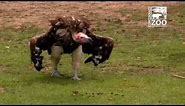 Vultures at Feeding Time - Cincinnati Zoo