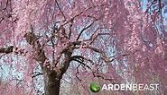 Weeping Cherry Tree Guide: How to Grow & Care For Them