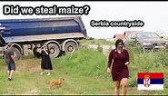 Exploring Beautiful Serbian Countryside | Amazing Sunflower Field, Maize Field | See What Happens !!