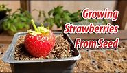 How To! Growing Strawberries From Seeds (2019)