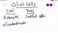 SOLVED:What type of glial cell provides myelin for the axons in a tract? a. oligodendrocyte b. astrocyte c. Schwann cell d. satellite cell
