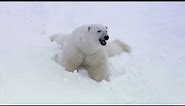 Animal Winter Wonderland | BBC Earth