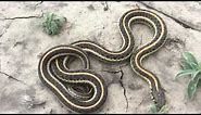 The Plains Garter Snake