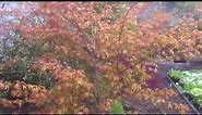 Acer palmatum Katsura