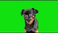 Sad Small Dog Meme Chroma Key Green Screen Template