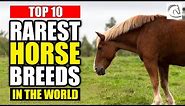 Top 10 Rarest Horse Breeds In The World