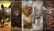 Cute Baby Animals You Should See