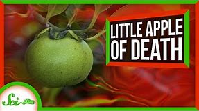 The Little Apple of Death