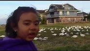 Look At All Those Chickens! Vine