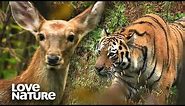 Siberian Tiger Ambushes Herd of Deer to Feed Cubs | Love Nature
