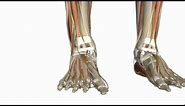 Muscles of the Foot Part 1 - 3D Anatomy Tutorial