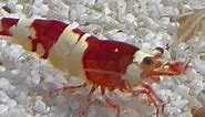 Lots of new freshwater shrimp in @The Pet Shop !!! #shrimp #tank #tanks #aquarium #aquariums #shrimps | The Pet Shop