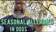 Causes of Seasonal Allergies in Dogs and How To Treat Them