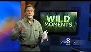 Wild Moments: River otters in the Susquehanna Valley
