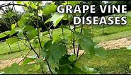 A Look at a Few Grape Vine Diseases