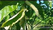 Pollinating chestnut trees