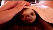 Baby sloth yawning