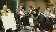 Chopper the Biker Dog Loses Therapy Certification for Wearing Costume
