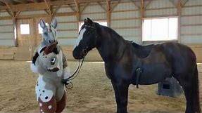 How to Get your Horse Accustomed to your Fursuit - Part 2
