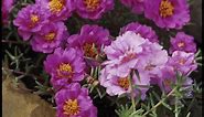 How to Care for Moss Rose