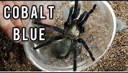 Cyriopagopus lividus - The Cobalt Blue Tarantula