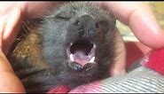 Adorable orphan bat makes squeaks in his sleep: this is Bitey Banjo