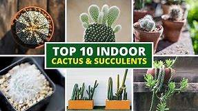 10 Best Indoor Cactus and Succulents For Beginners 🪴 LOW MAINTENANCE!!!