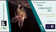Conserving the Grey Long-Eared Bat