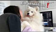 Things You Give Up When You Get A Samoyed