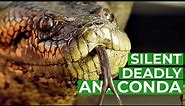 Anaconda - The Silent Killer | Free Documentary Nature
