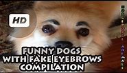 Funny Dogs with Fake Eyebrows Compilation