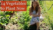 14 Vegetables to Plant NOW for Fall Harvest [Fall Gardening]