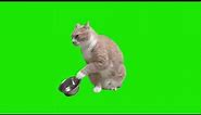 Hungry Cat Green Screen