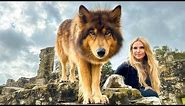 THE FIRE WOLF - The World's Most Beautiful Wolfdog