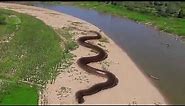 World's Largest Anaconda Snake Found in Amazon River