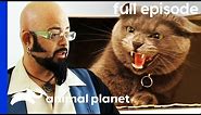 Aggressive Cat Is Stopping Owners From Getting Married! | My Cat From Hell (Full Episode)