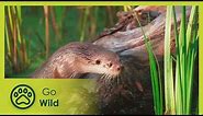 The Otter's Trail - Go Wild