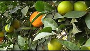 Logee’s 10-Variety Citrus Tree