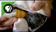 Baby Flying Fox (Fruit Bat)