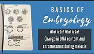 What is 2c? | What is 2n?| How are these values affected throughout meiosis?| Embryology basics #8