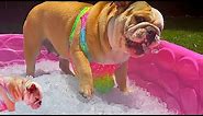 Cute Bulldog Gets HER Own ICE POOL for First TIME!!