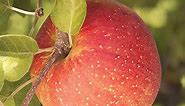 Fuji Apple Tree | Gurney's Seed & Nursery Co.